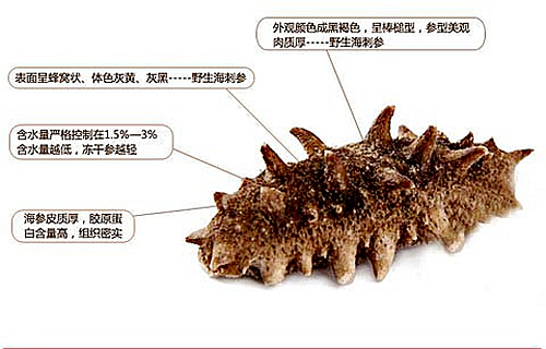 煙臺海參批發(fā)告訴你，這幾種海參要不得