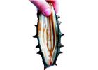 煙臺海參批發(fā)之海參肉壁的白色筋條是什么?