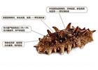 煙臺(tái)海參批發(fā)告訴你，這幾種海參要不得