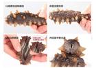 在身體不同時期應(yīng)該如何食用海參