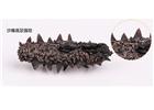 冬至到，食補(bǔ)養(yǎng)生還需煙臺海參